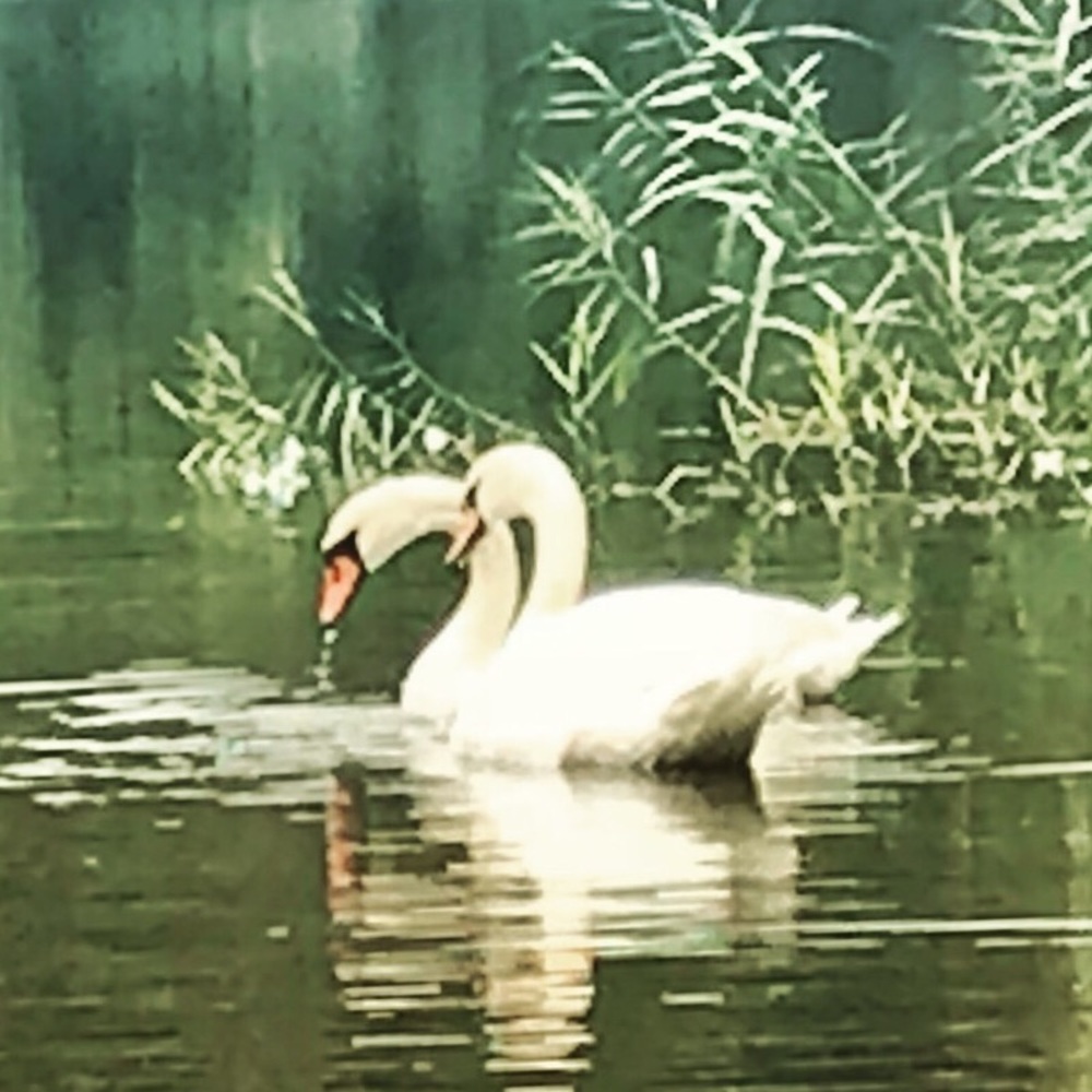 Meet your Posher, Joy